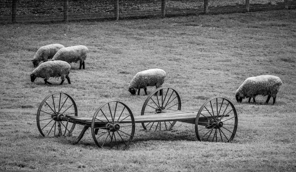 Cedarock Farm Composition 1