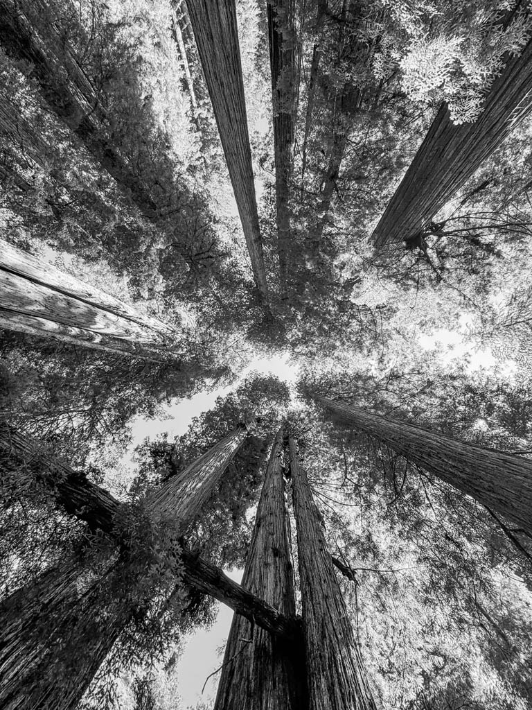 Redwoods, Photography, Jane Lurie