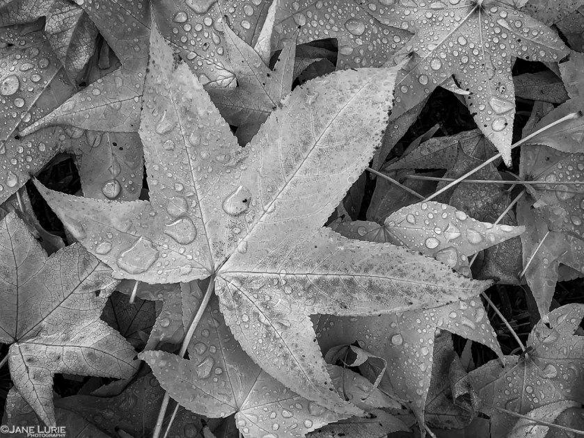 Photography, Jane Lurie, Black and White, Monochrome