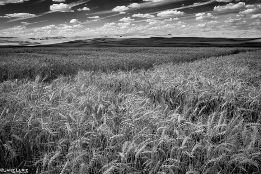 Thanksgiving, Black and White, Landscape Photography