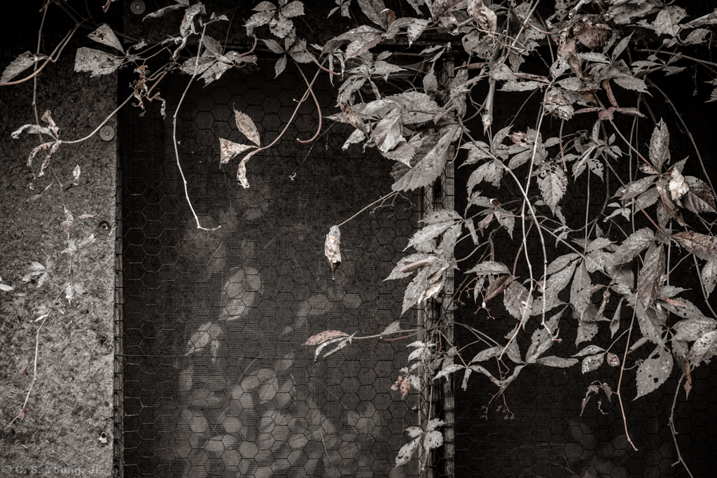 Virginia Creeper Reclamation