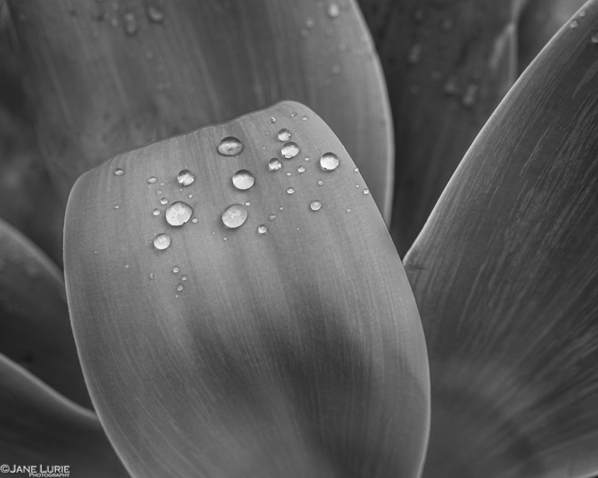 Photography, Nature, Close-up, Succulent