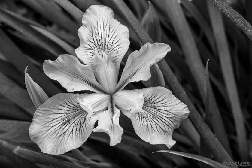 Flower, Photography, Jane Lurie