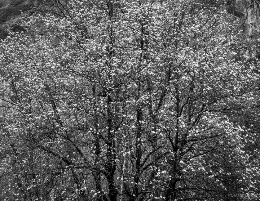 Yosemite, National Park, Photography, Black and White