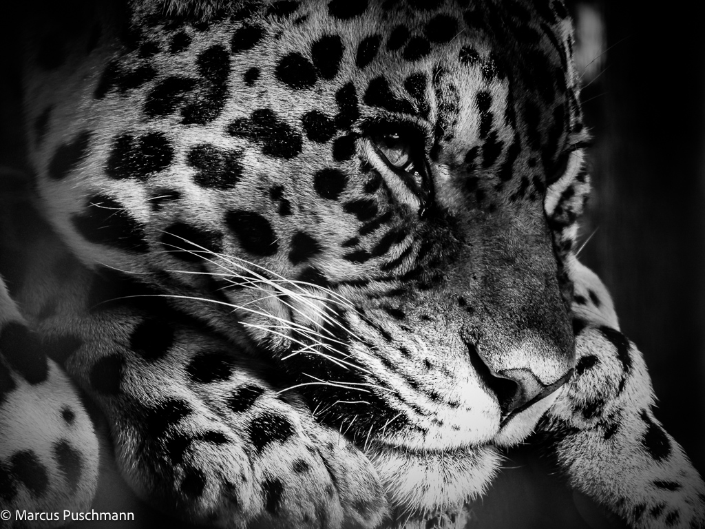 Monochrome image of a Leopard
