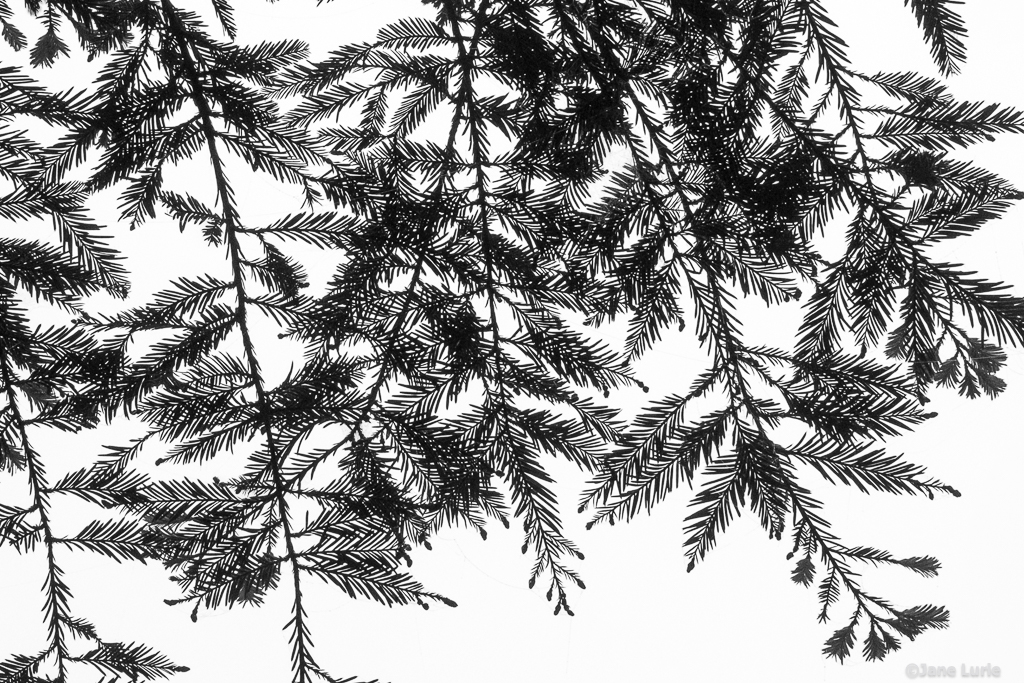 Pine Patterns – Monochromia
