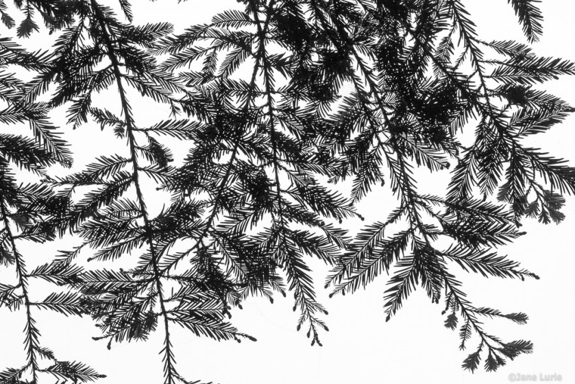 Black and White, Photography, Jane Lurie