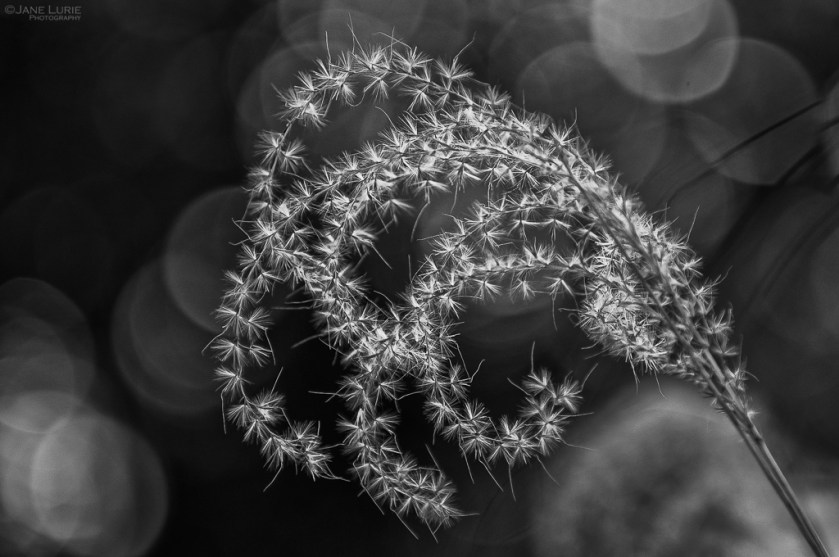 Photography, Jane Lurie, Black and White, Monochrome, Monochromia