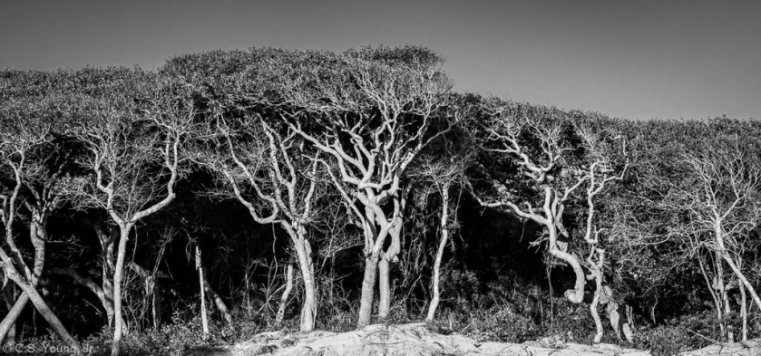 Live Oak Canopy Composition 1