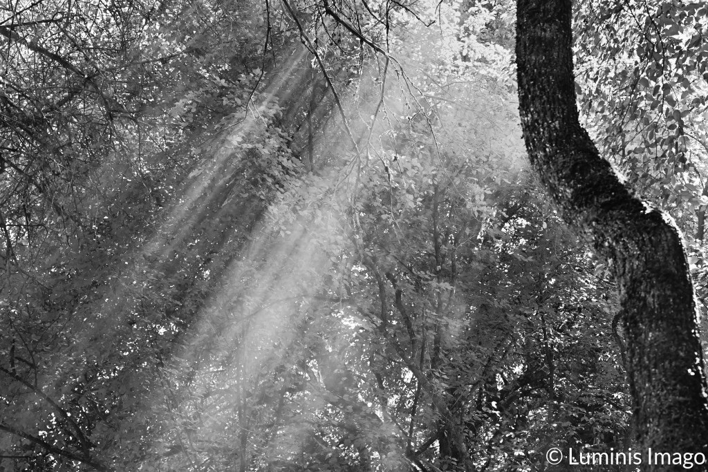 A black and white photograph of the light filtered through leaves in the wood