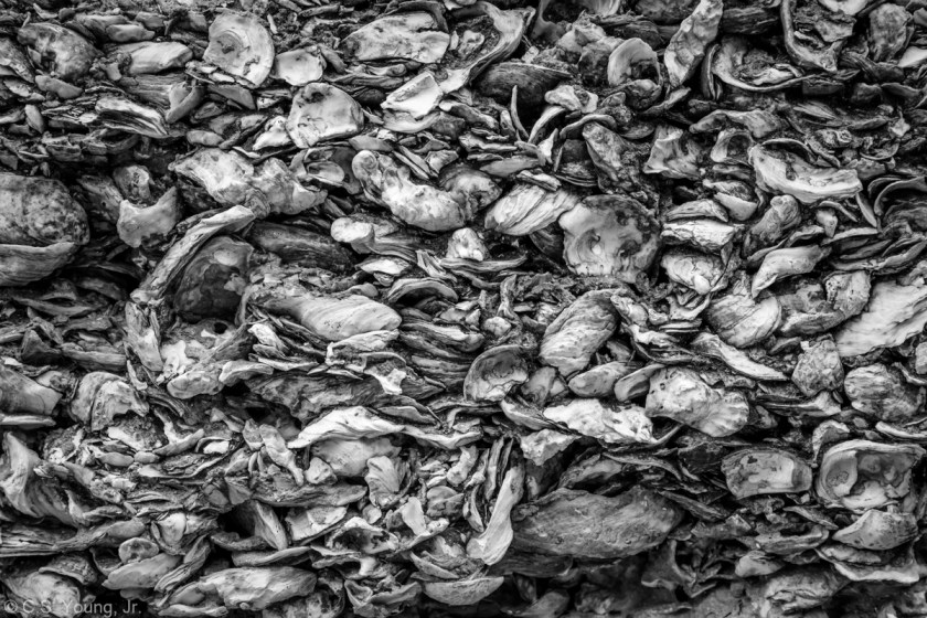 Coquina Composition 1